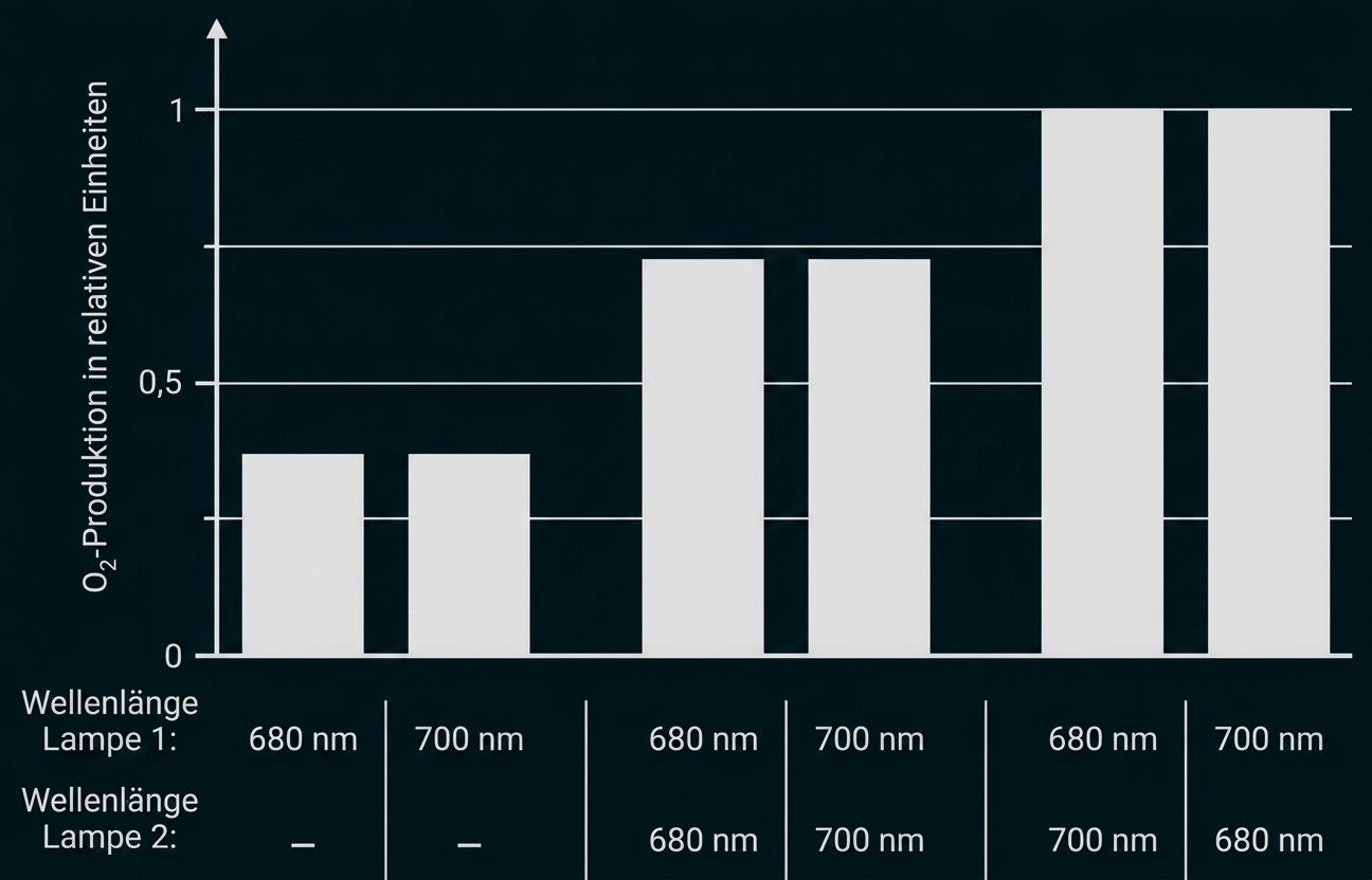 Balkendiagramm zur O₂-Produktion bei verschiedenen Lampenwellenlängen (680/700 nm), sechs Balken mit unterschiedlich hohen Werten